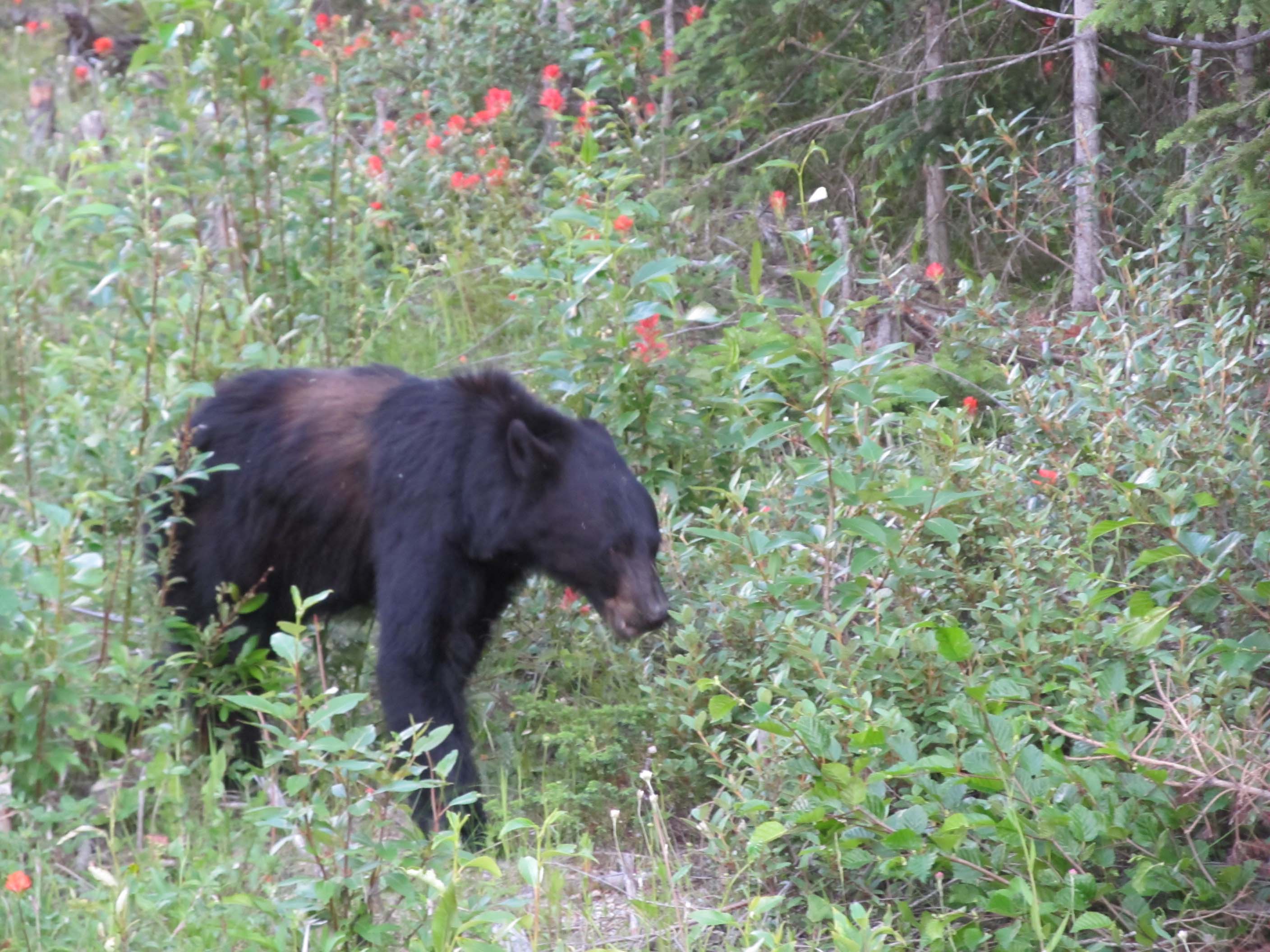 Jasper Bear
