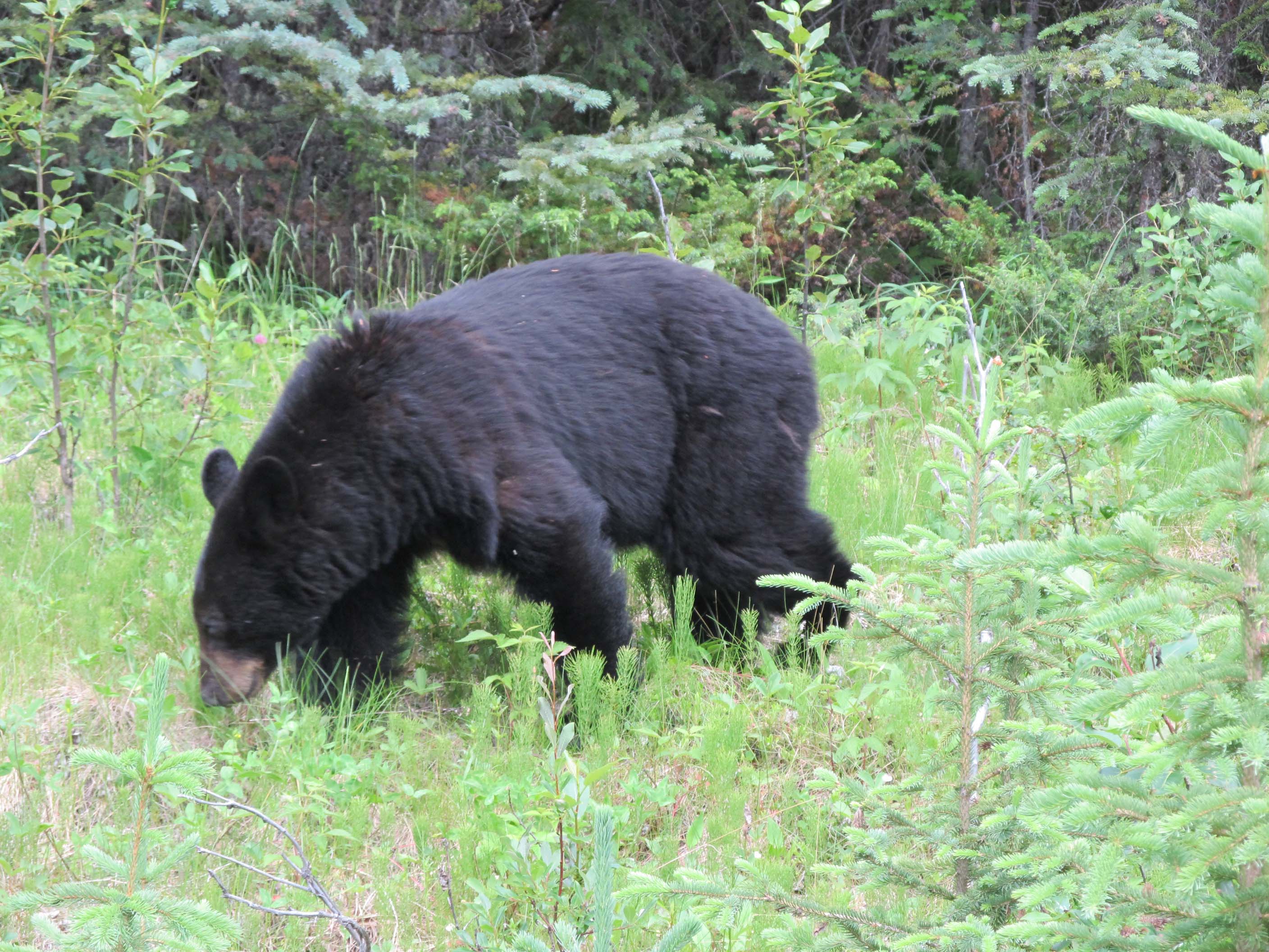 Another Jasper Bear