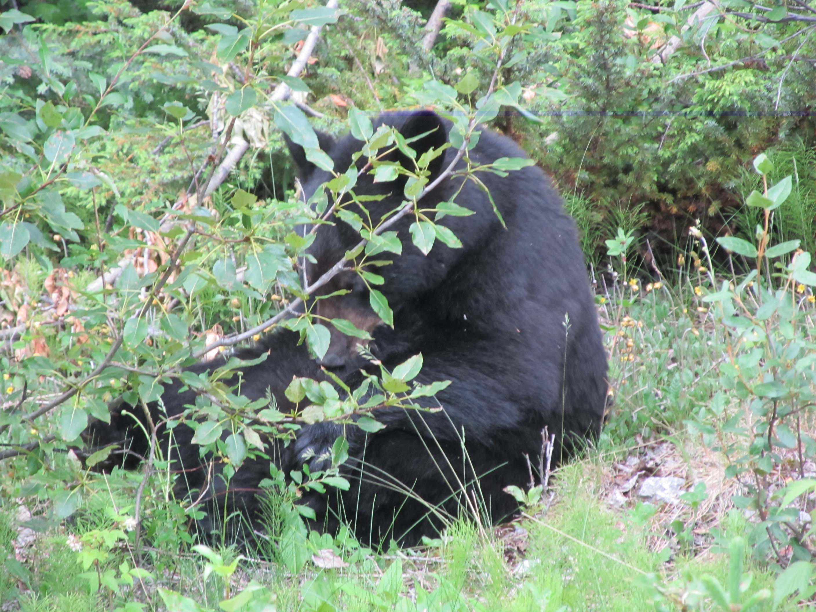 Medicine Lake Bear