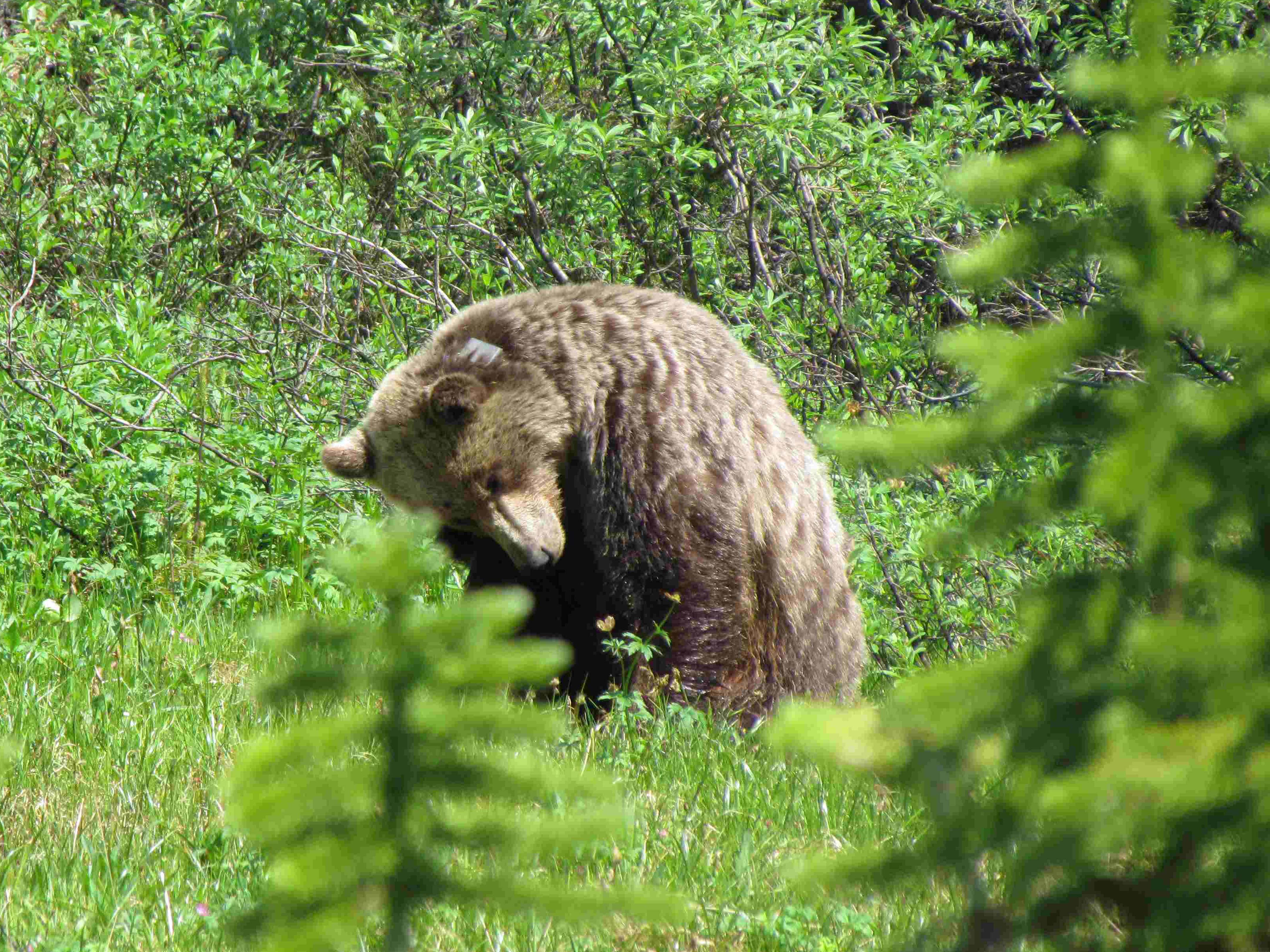 Grizzly Mom