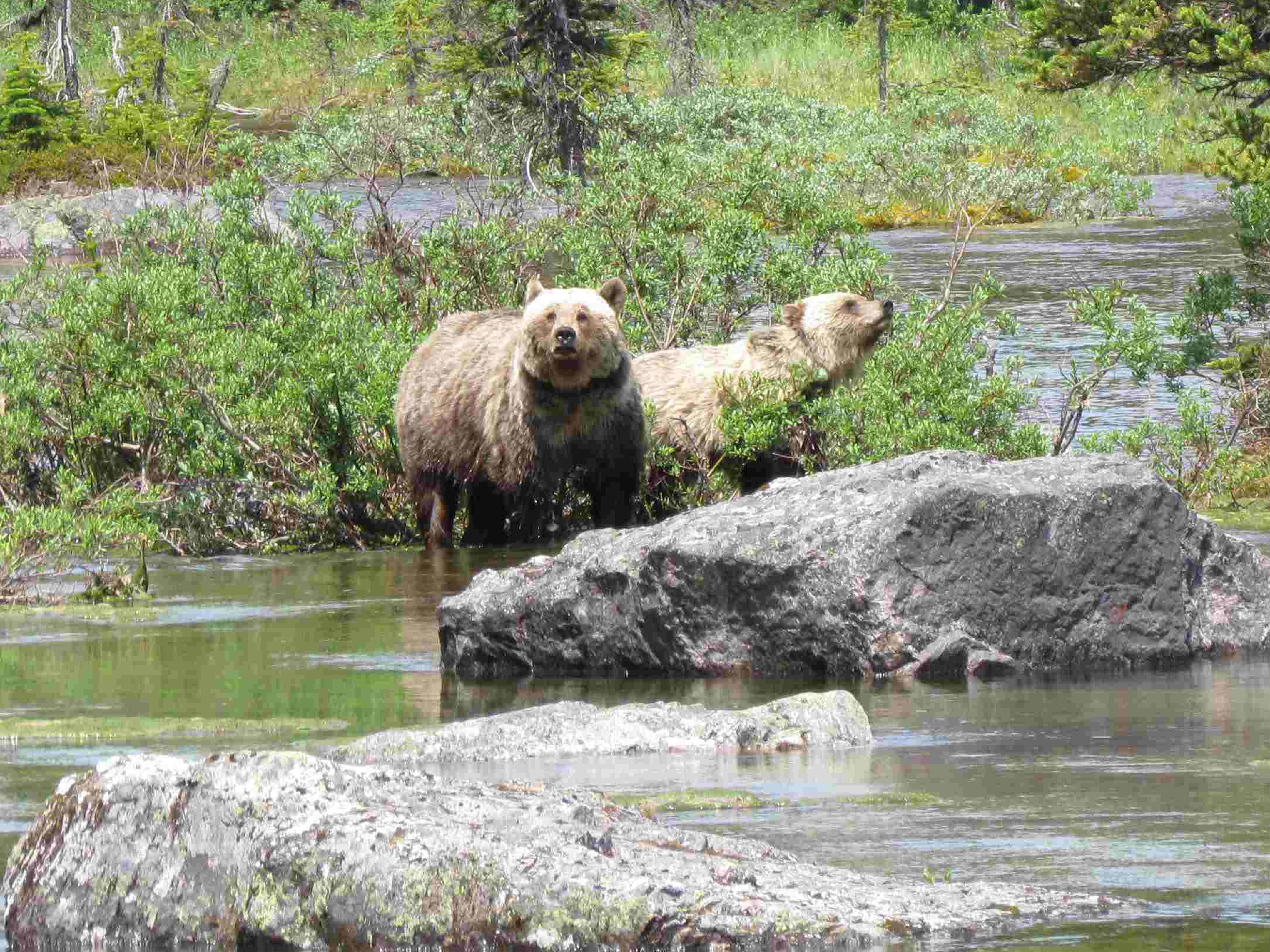 Grizzly Cubs