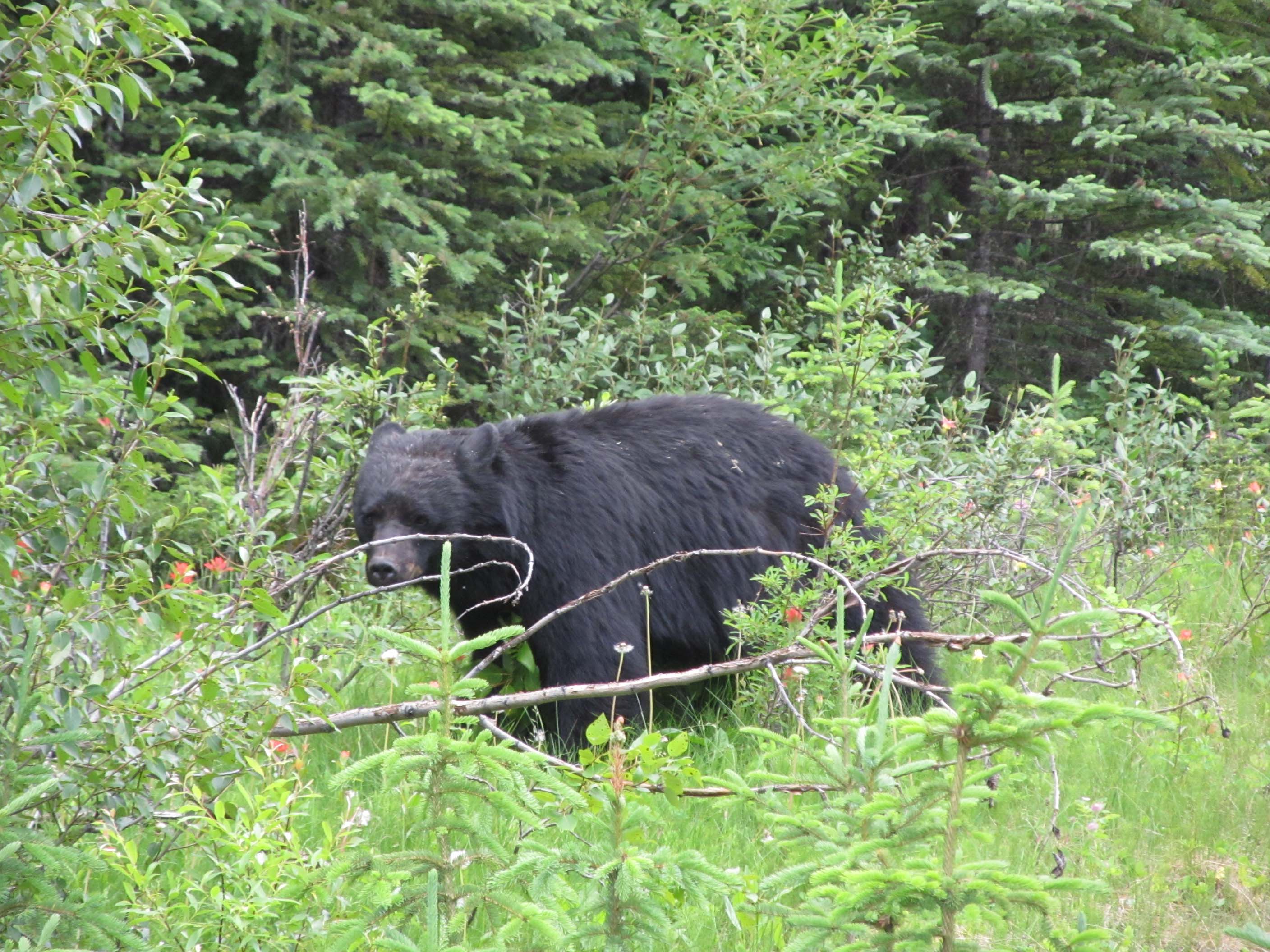 Banff Bear