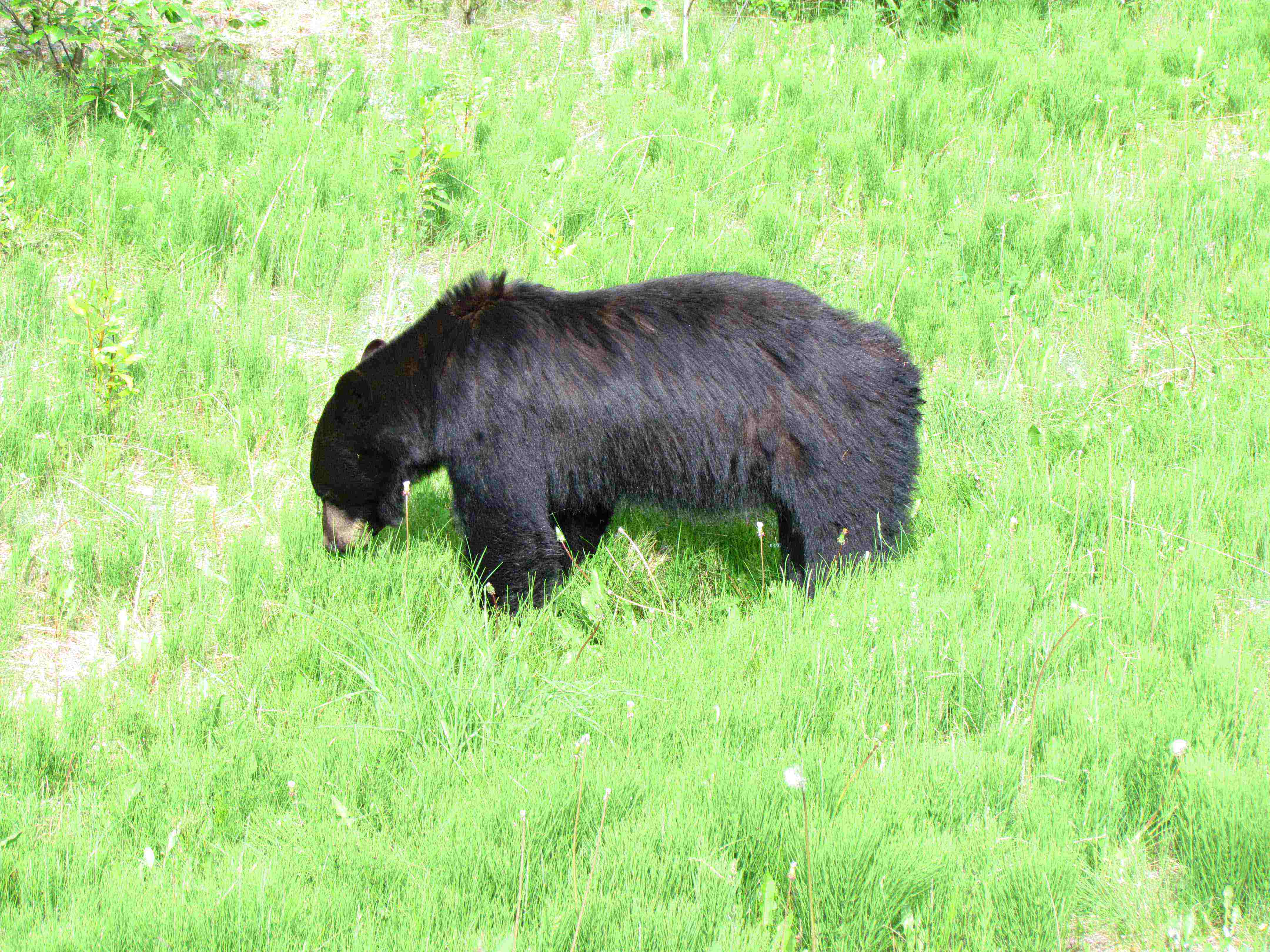 Another Banff Bear