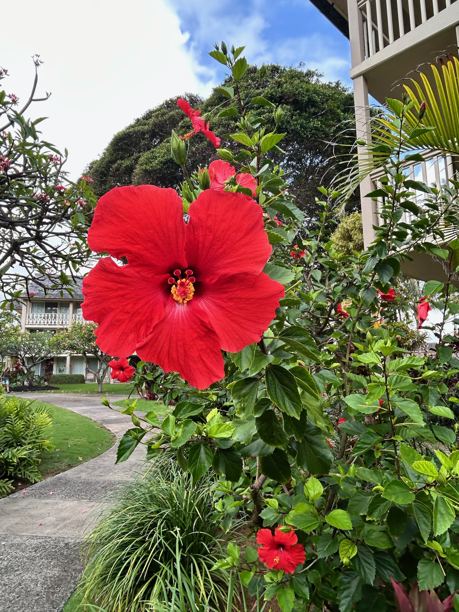 On Kauai
