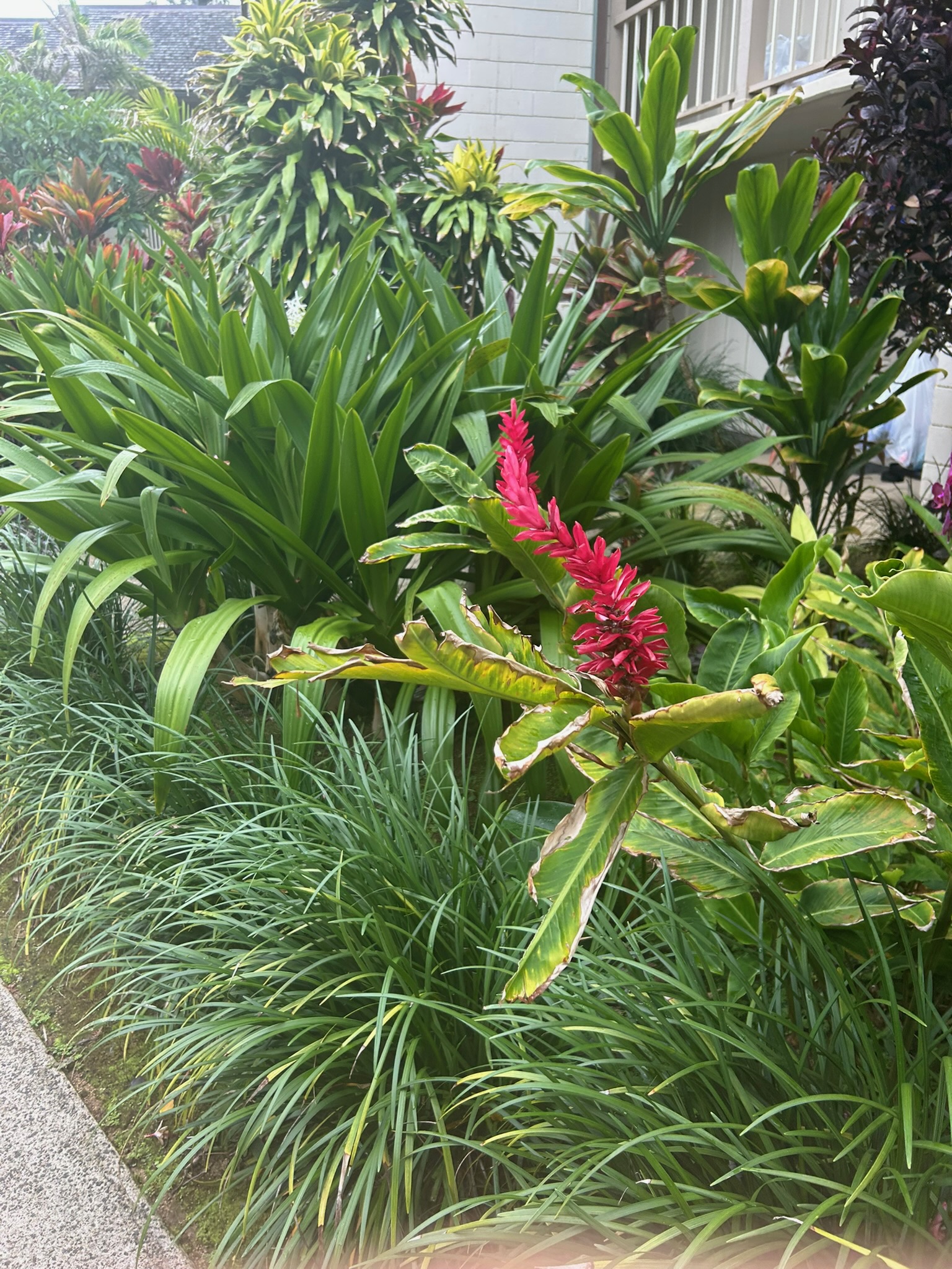 On Kauai