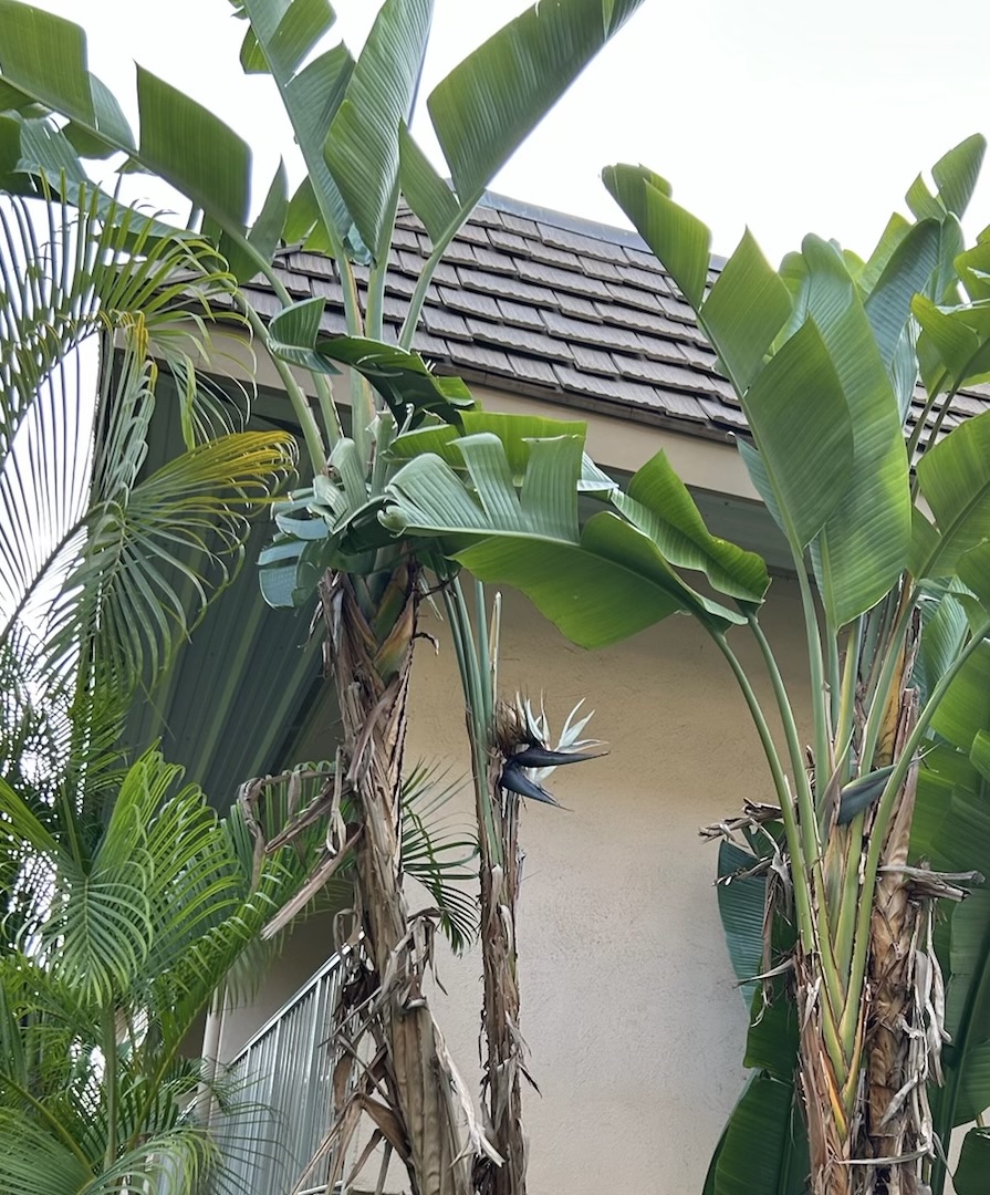 Giant Bird Of Paradise