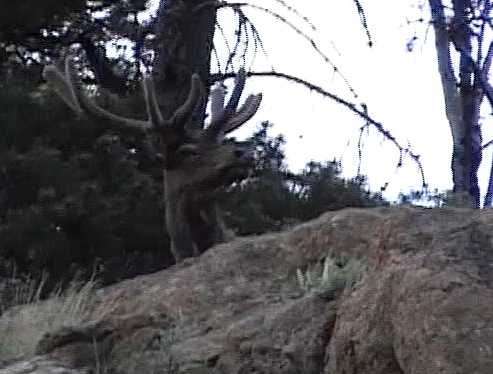 Click for video
